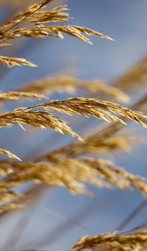 Колосья полевой травы крупным планом