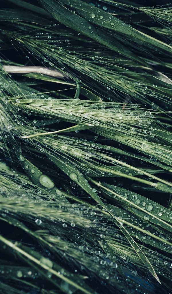 Зеленые колосья травы в каплях дождя