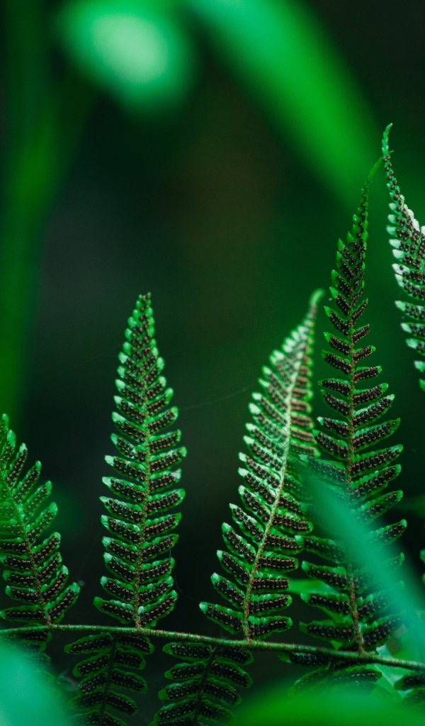 Зеленые листья папоротника крупным планом