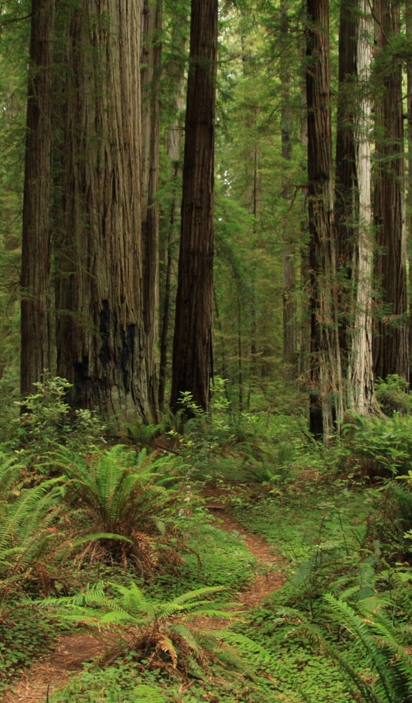 Зеленый папоротник с деревьями в лесу