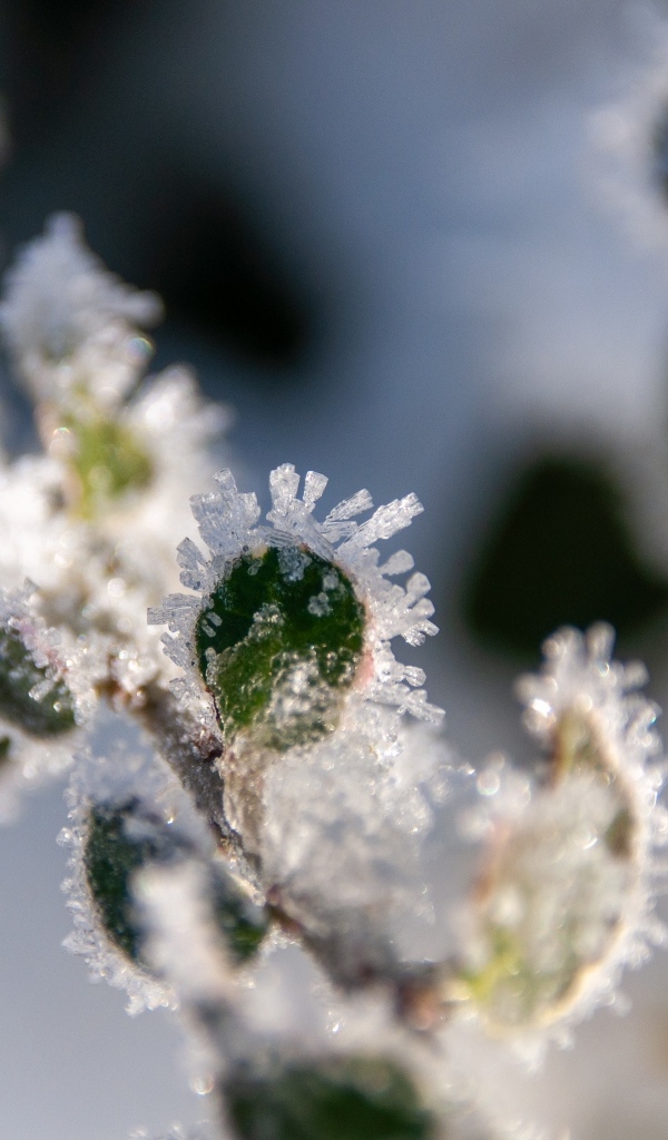 Зеленые листья покрытые холодным инеем