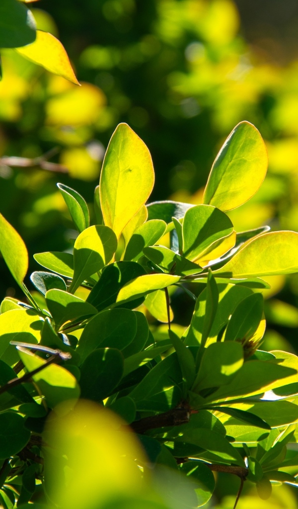 Зеленые листья барбариса на кусте