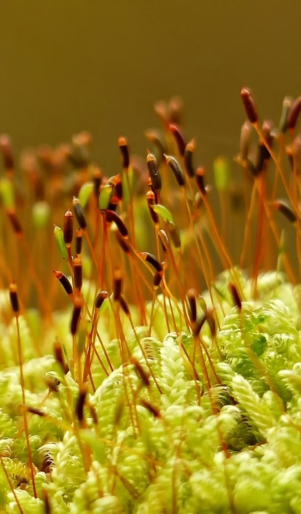 Зеленый мох на земле крупным планом