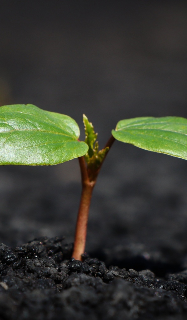 Зеленое маленькое растение на земле