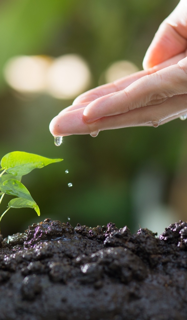 Зеленый росток поливают из ладони
