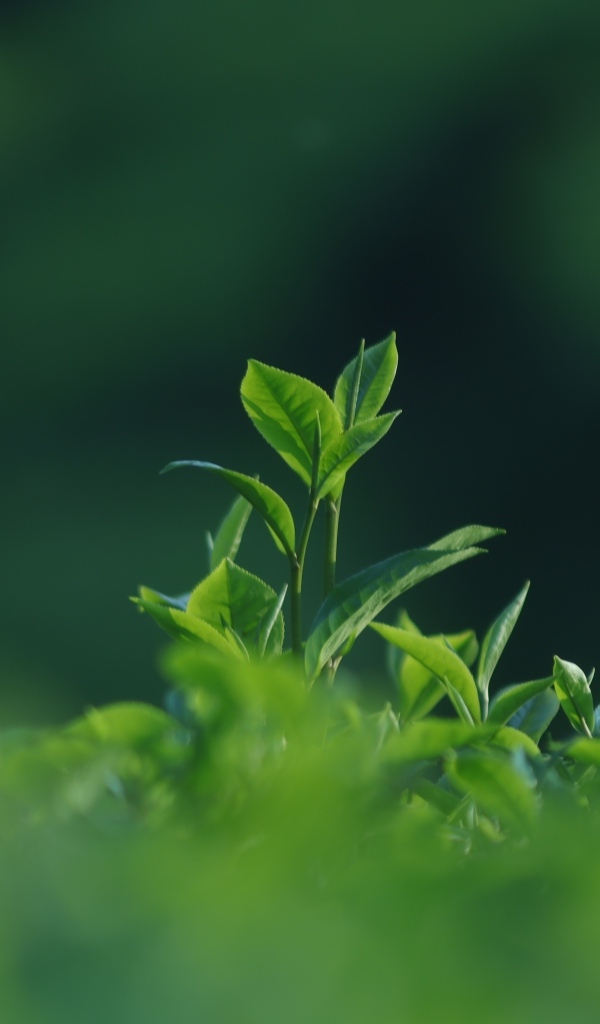 Зеленые листья чая на плантации