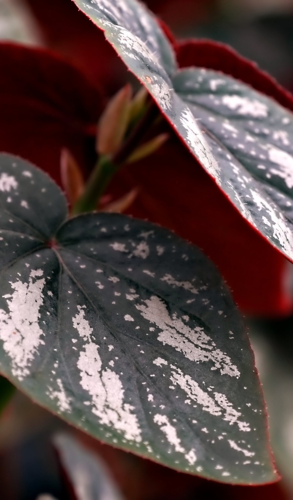 Огромные зеленые с белыми полосками листья растения