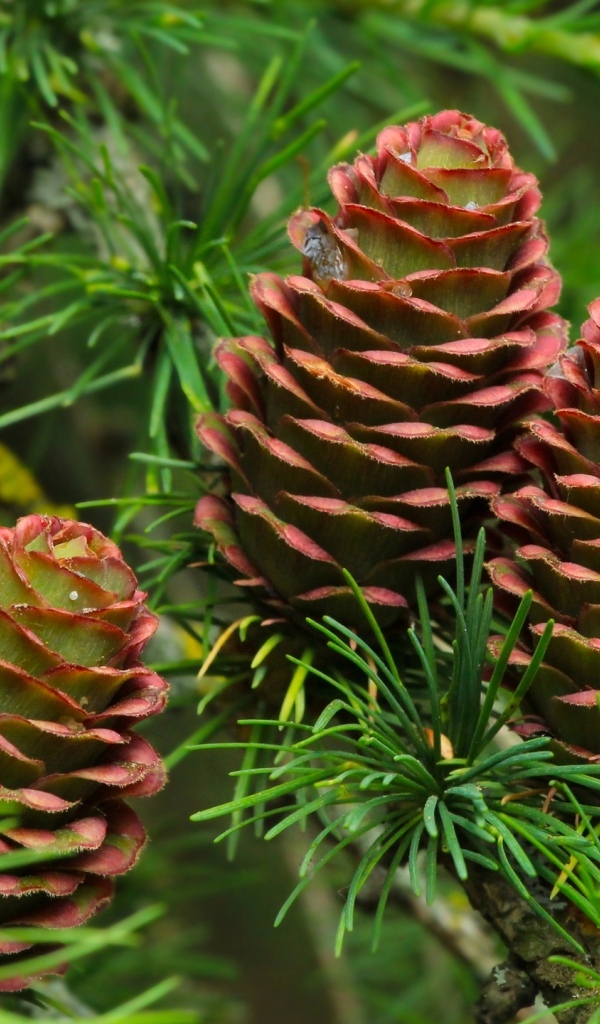 Большие шишки на ветках хвойного дерева