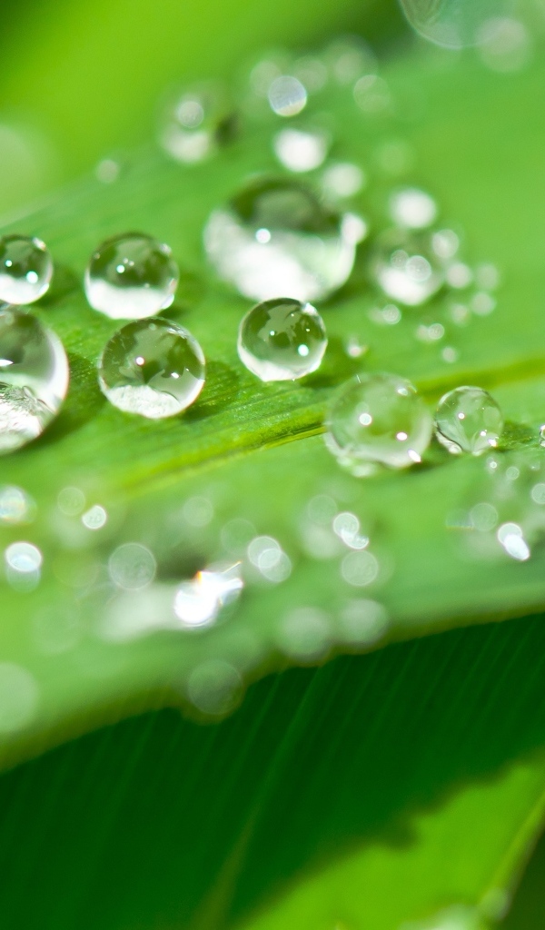 Много капель воды на зеленом листке