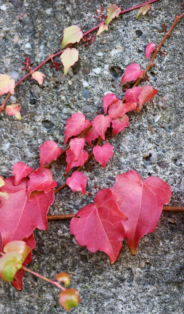 Розовые листья декоративного винограда на стене