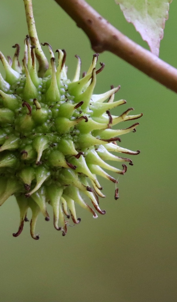 Колючий плод на ветке дерева