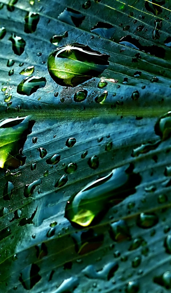 Дождевые капли на зеленом листке