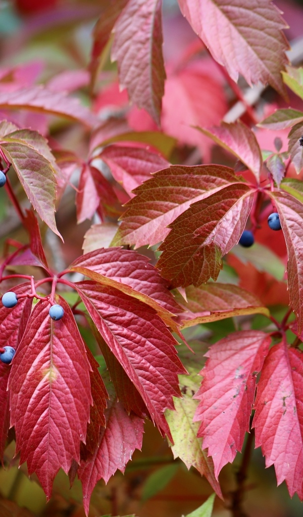 Красные листья дикого винограда