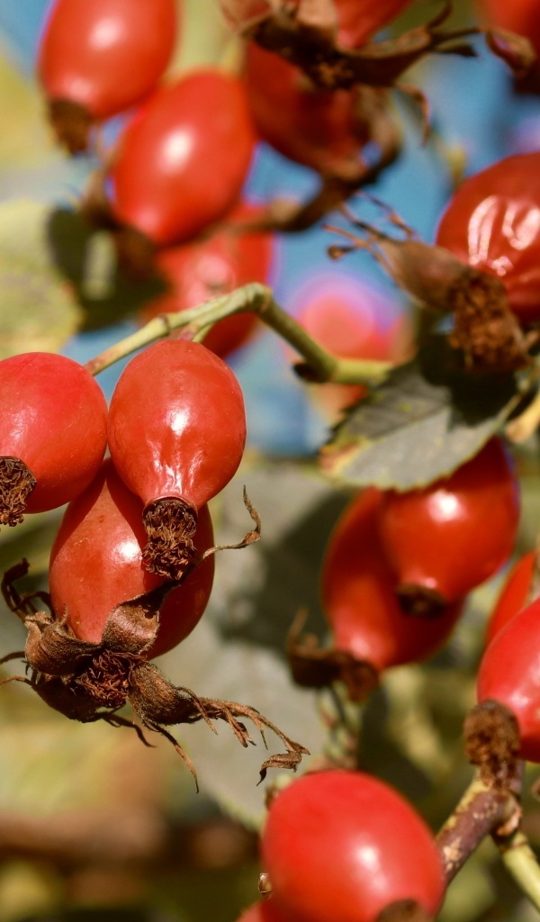 Красные ягоды шиповника на ветках