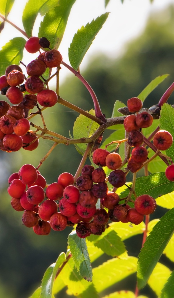 Красные ягоды рябины на ветке крупным планом