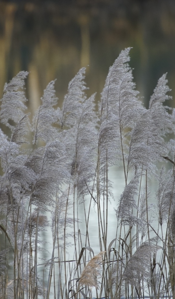 Колосья тростника у воды