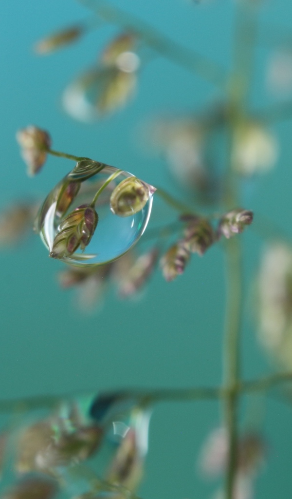 Прозрачная капля на колоске 