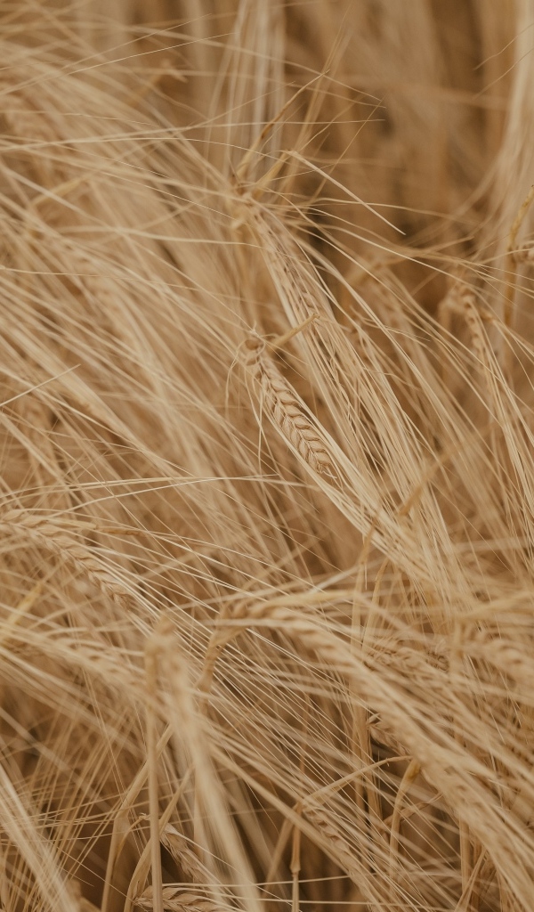 Желтая сухая пшеница крупным планом на поле