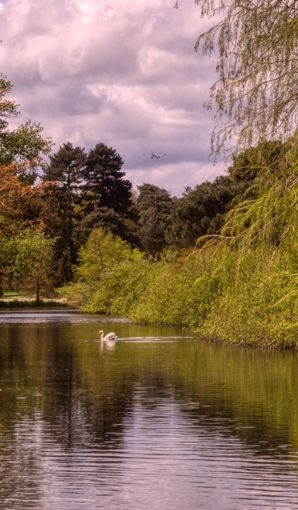 Красивый вид на тихую реку с лебедем