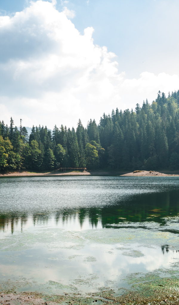 Лесное озеро покрывается тиной на берегу
