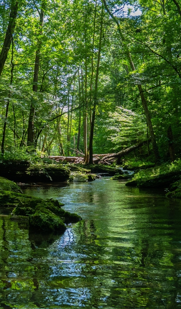 Река в густом зеленом лесу
