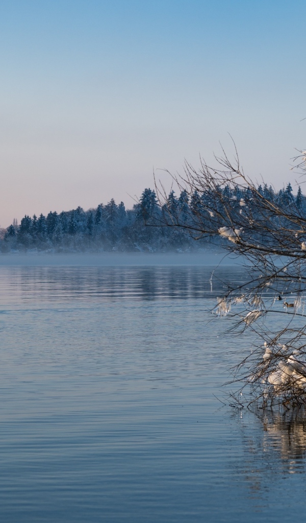 Заснеженные ветки дерева у озера