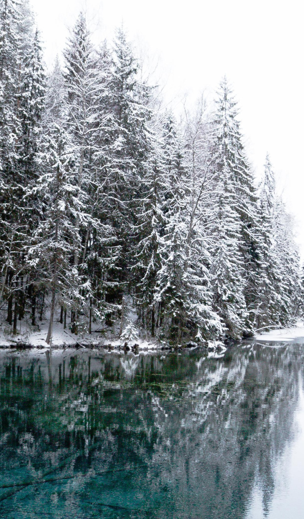 Высокие заснеженные ели  у реки зимой