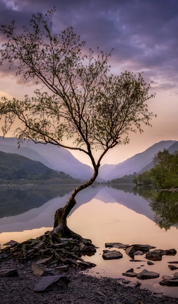 Одинокое дерево на берегу озера