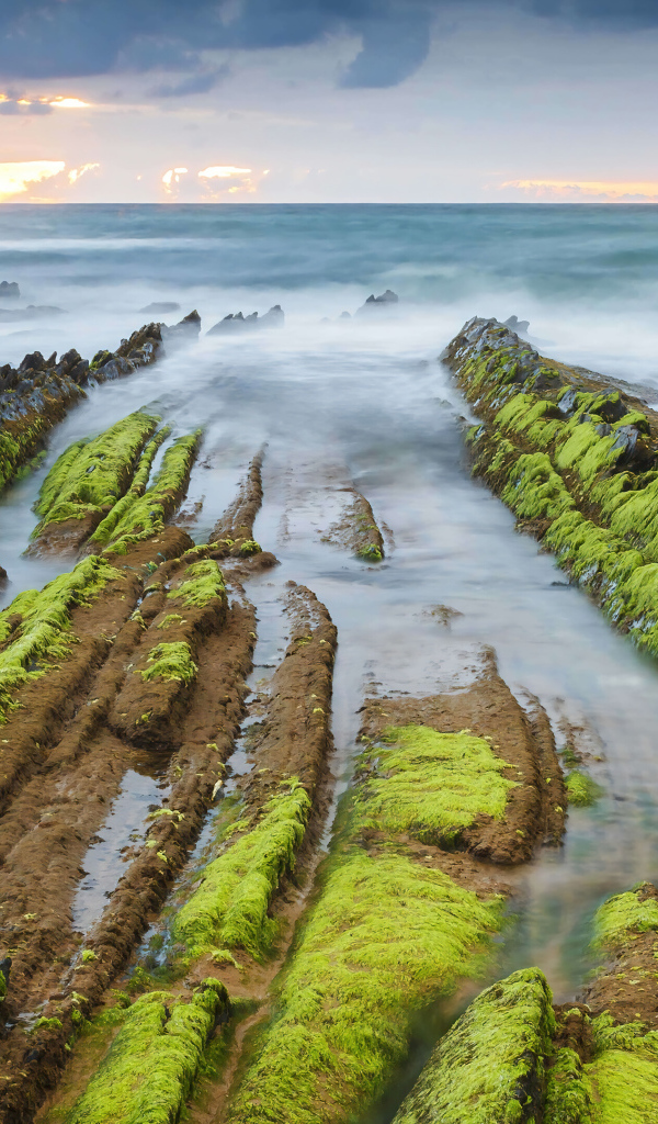 Покрытый зеленой тиной берег океана на рассвете
