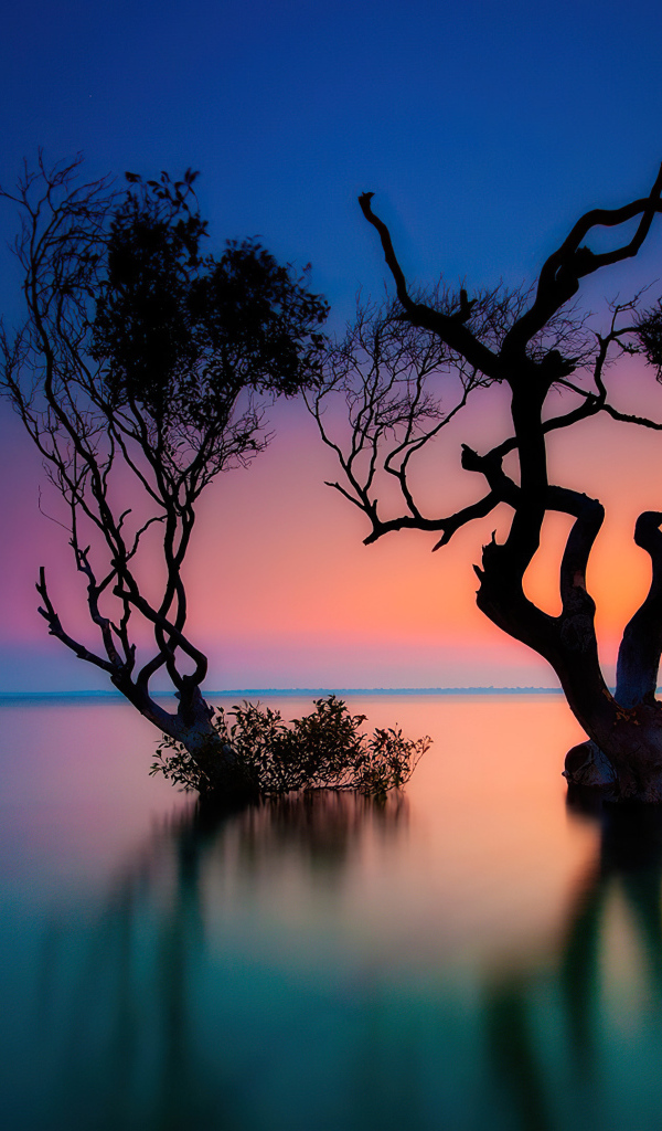 Сухие деревья в воде озера на закате