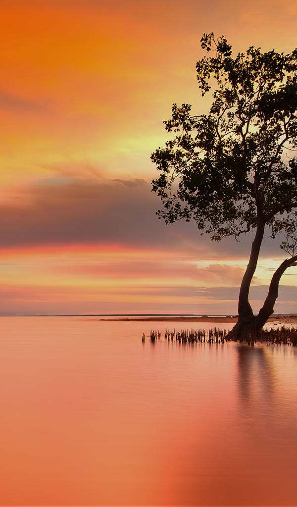 Одинокое дерево в озере на закате солнца