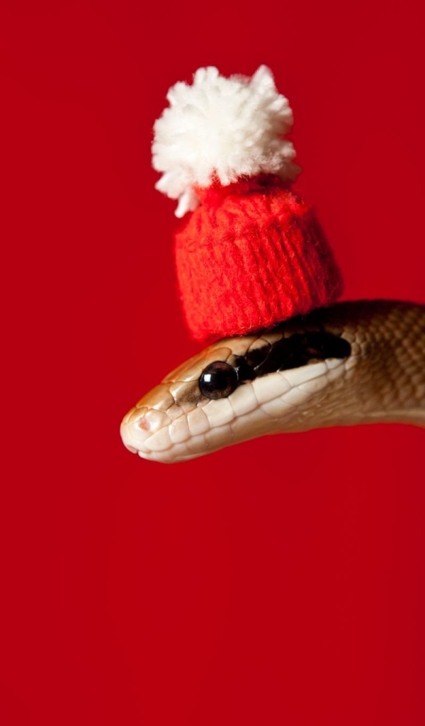 Змея в новогодней шапке на красном фоне