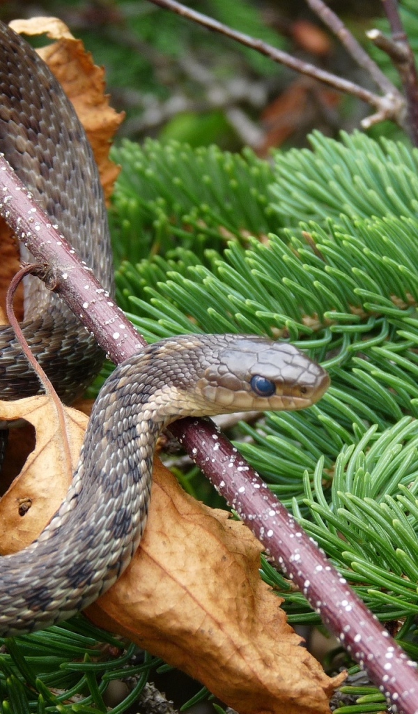 Змея с зелеными еловыми ветками на новый год 2025