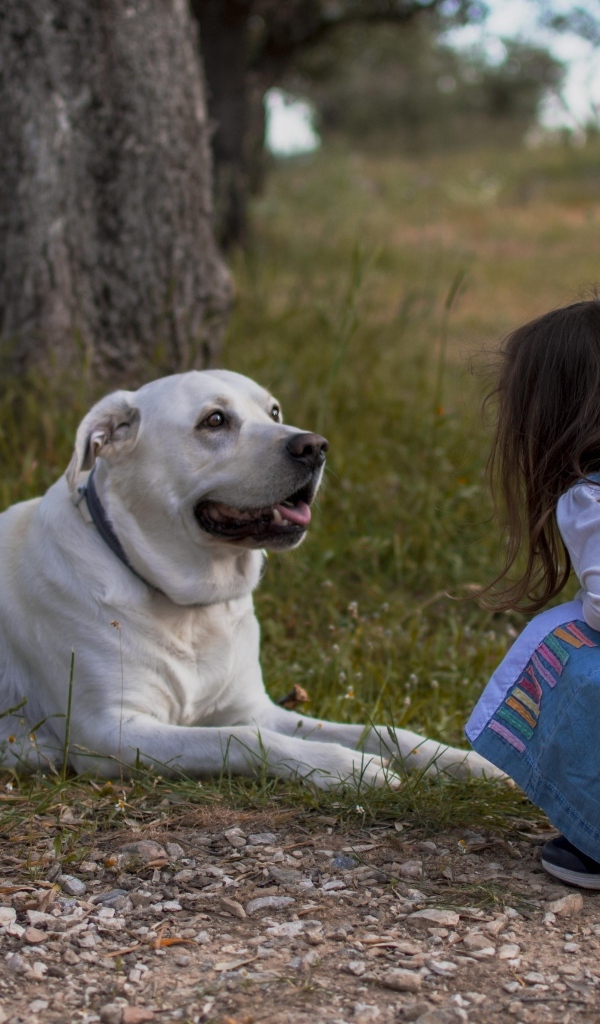 Маленькая девочка с лабрадором у дерева