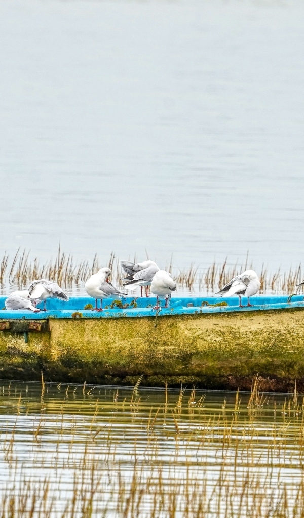 Чайки сидят на старой лодке на берегу реки