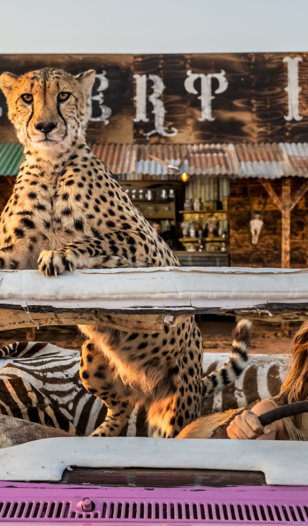 Актриса Кара Делевинь в розовом автомобиле с гепардом