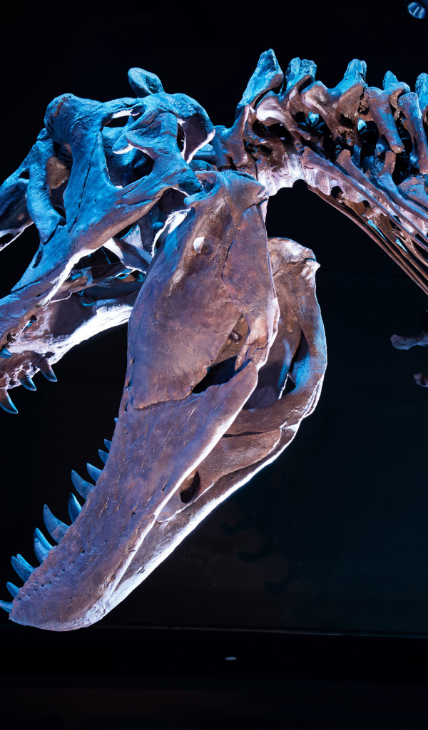 Скелет тираннозавра на черном фоне