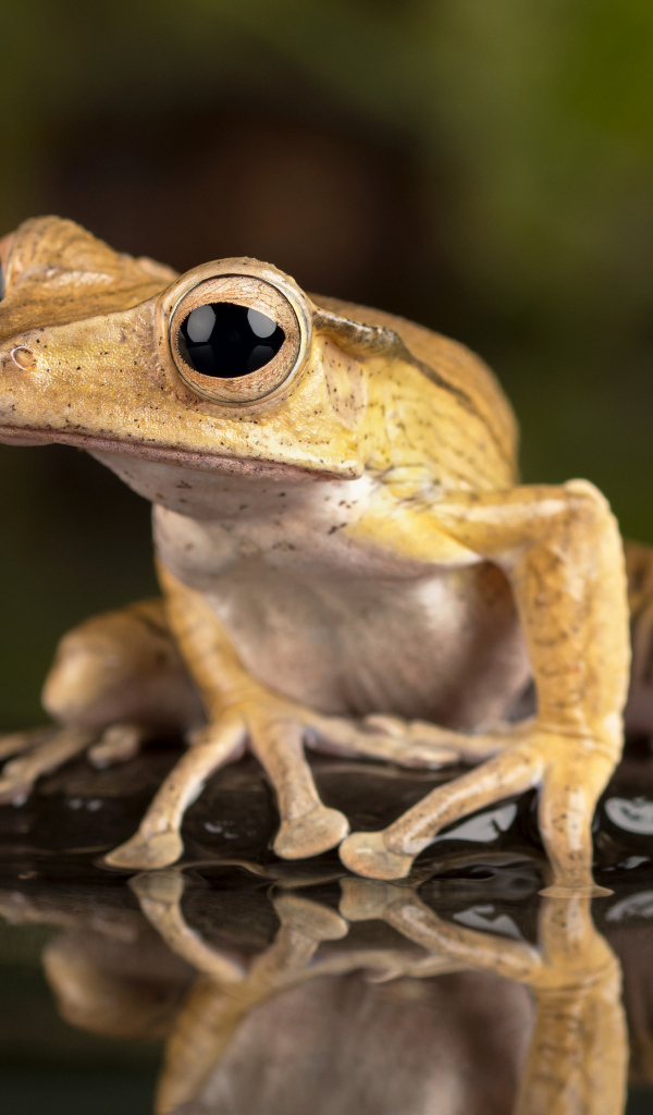 Маленькая лягушка с большими глазами в воде