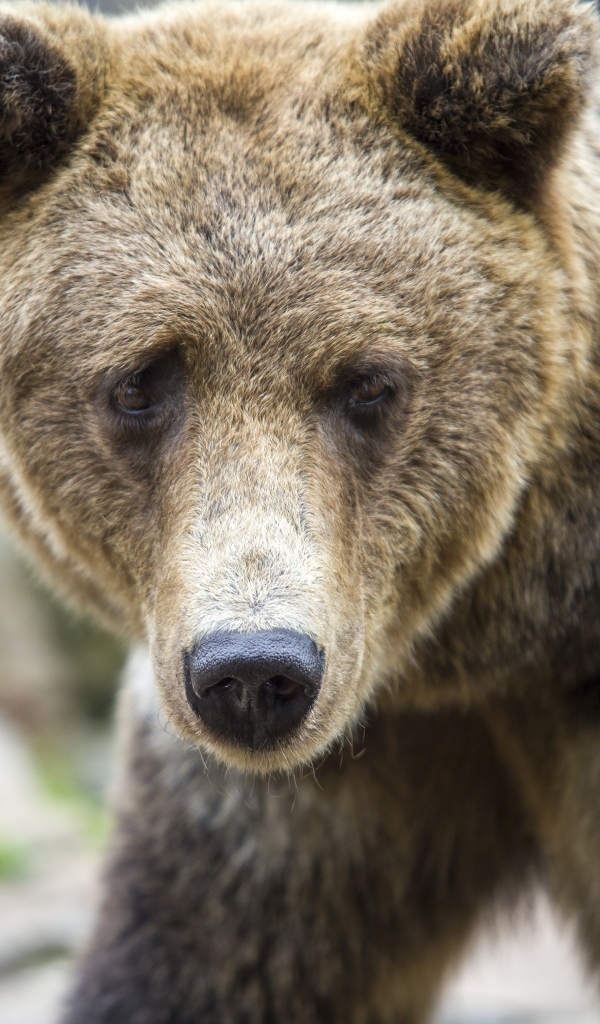 Большой бурый медведь с черным носом