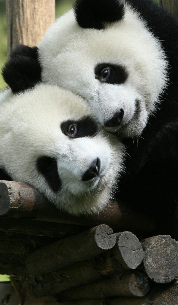 Две маленькие панды в зоопарке 