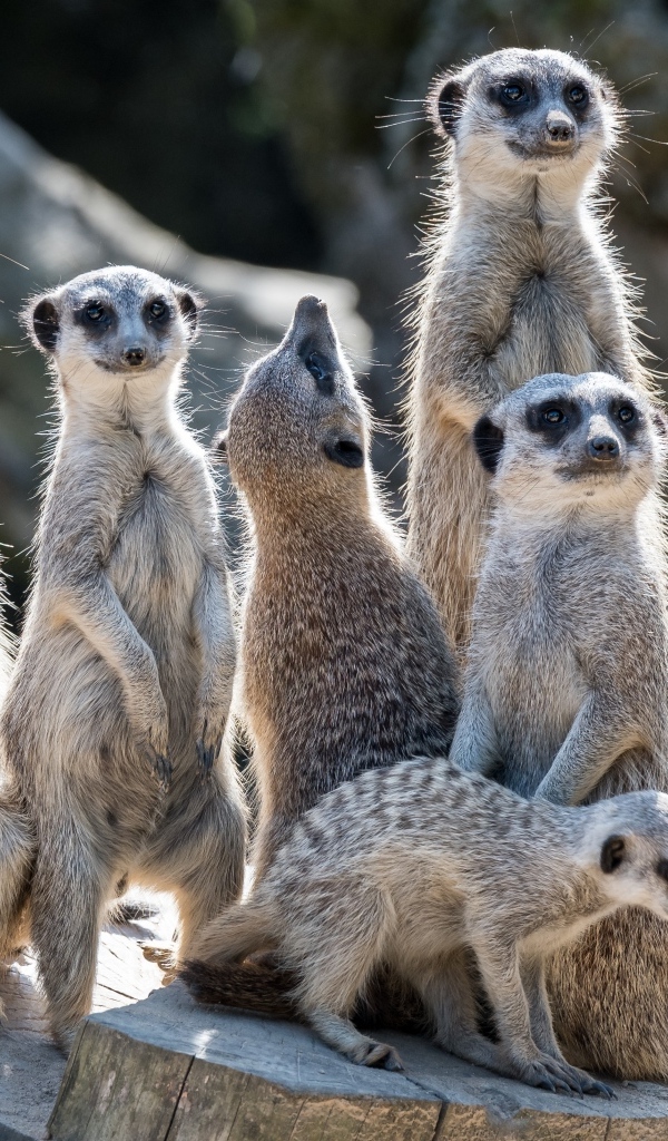 Семейство сурикатов сидит на сухом пне