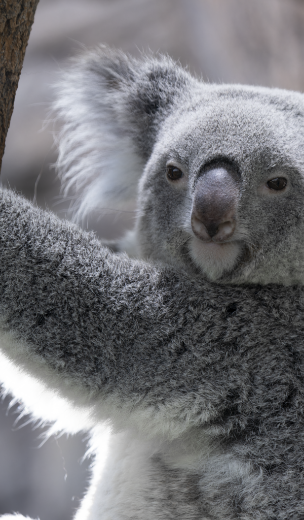 Большая коала висит на дереве