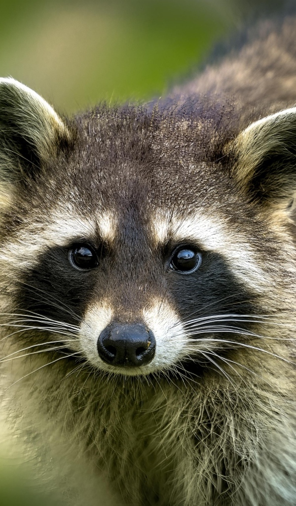 Милый енот с черным носом