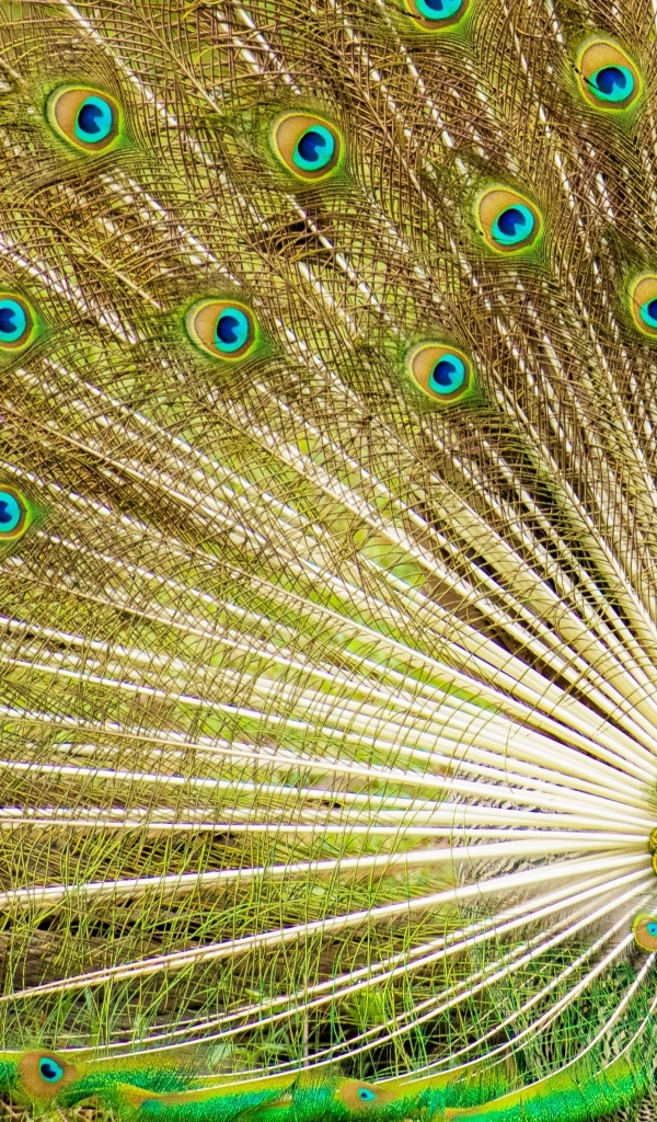 Красивый павлин расправил хвост 