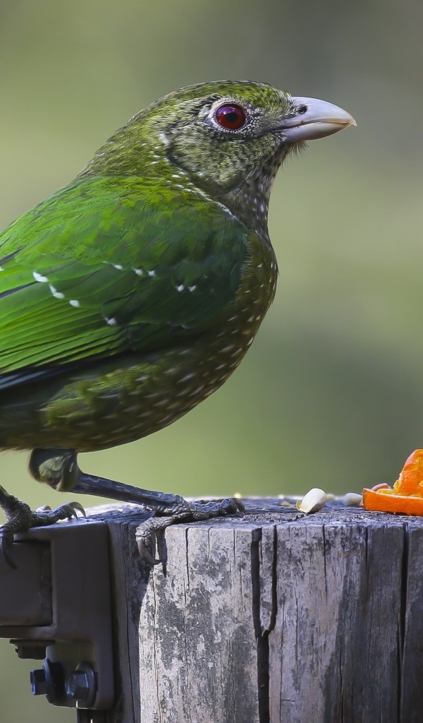 Зеленая птица на пне ест апельсиновые корки
