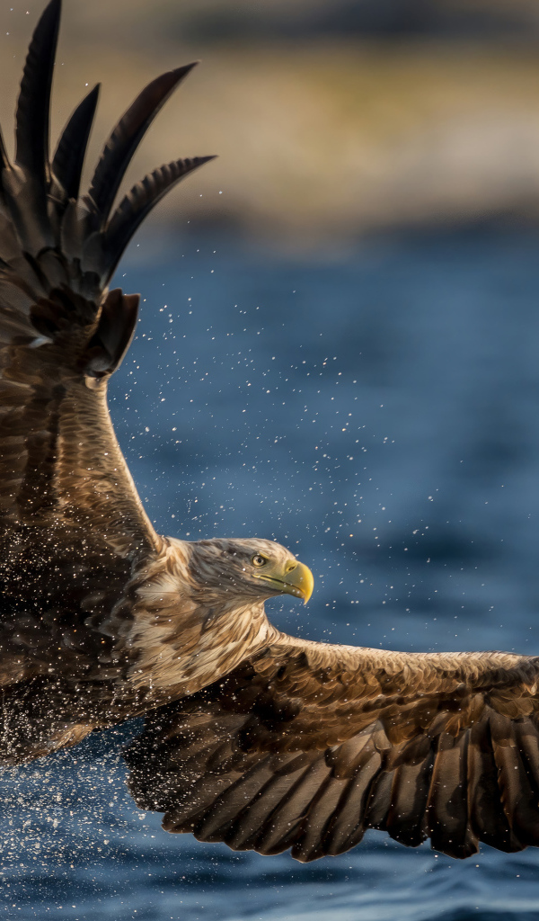 Большой орел охотится в воде