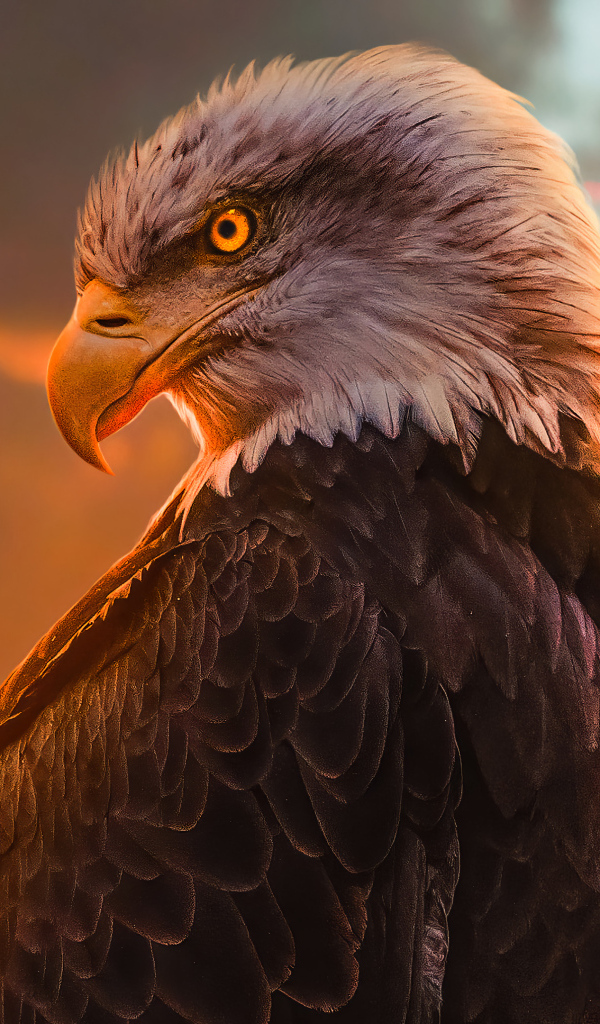 Большой хищный орел с яркими глазами