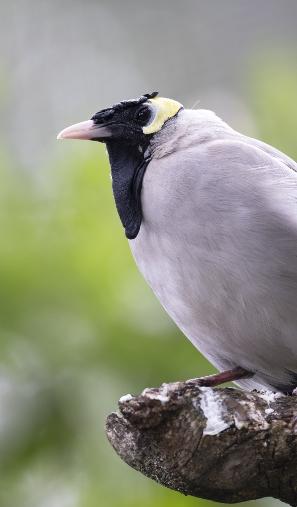 Большая серая птица сидит на ветке