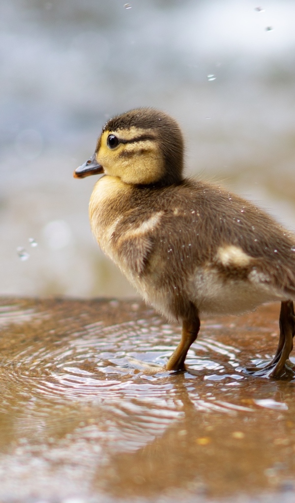 Маленький утенок стоит в луже