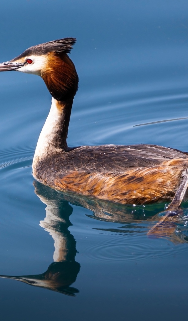 Утка гагара плывет по воде
